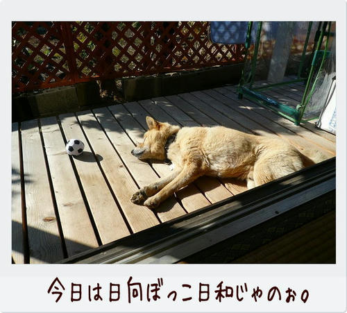 img20081129191312558.jpg