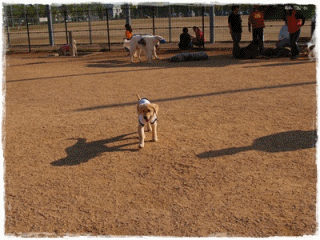 012.gif