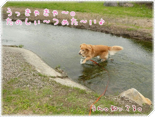 たのしぃ～ちべた～い
