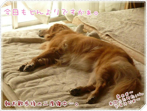 二度寝中