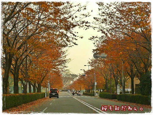 桜も秋です。