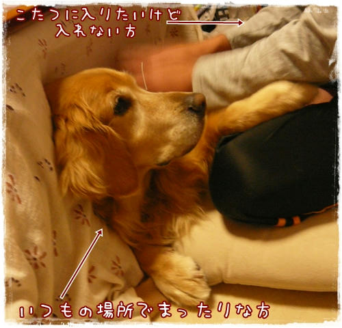 こたつに入りたい・・・。