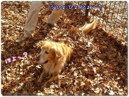 ほよ？