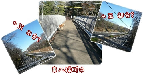 とうはち