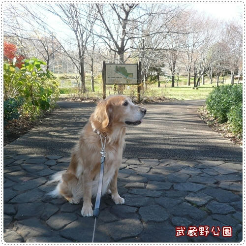 武蔵野公園