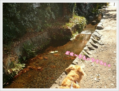 お水がきれいですねぇ。