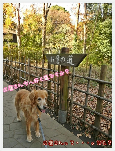 お鷹の道