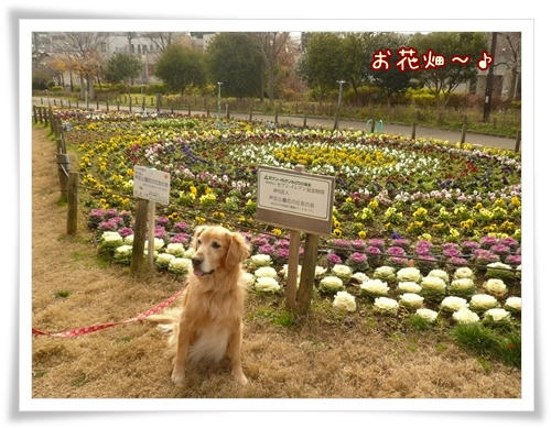 お花畑です。