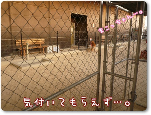 はやくかえってくるですよ。