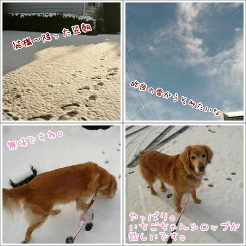 雪の降った翌朝