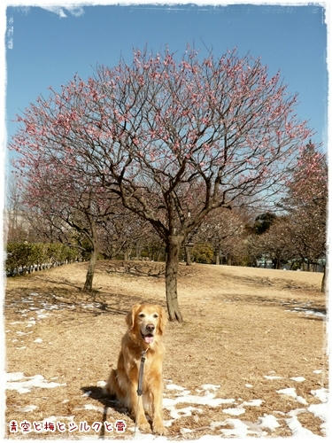 青空と梅とシルクと雪