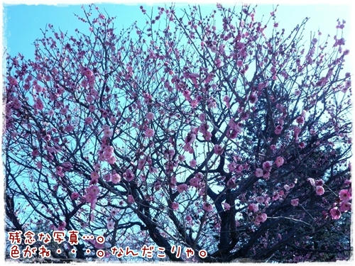 残念な梅