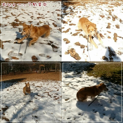 雪残ってた。