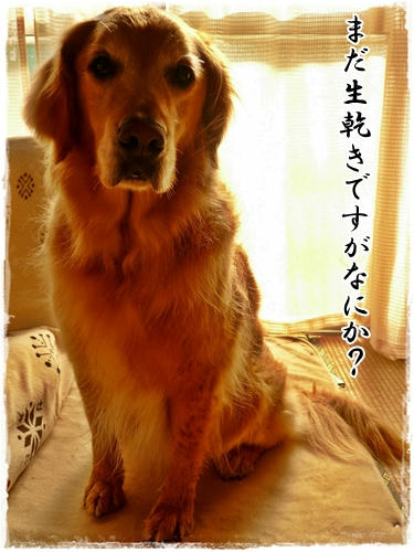 生乾き
