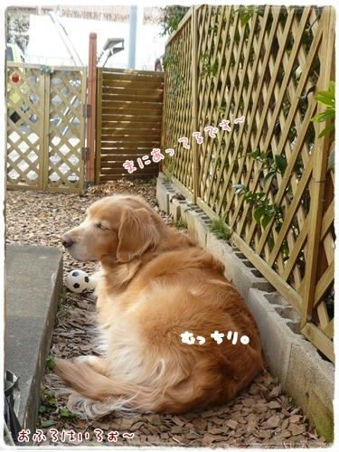 久しぶりのお外犬