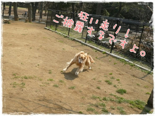 狂い走りをご披露するですよ