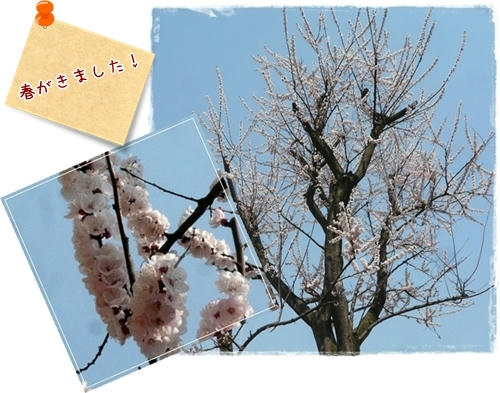 春がきました。