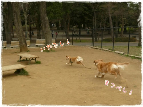 まつべし
