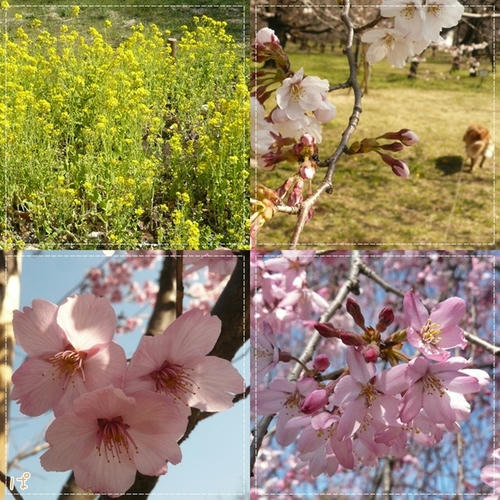 小金井公園♪