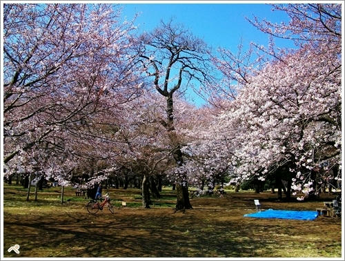 小金井公園♪