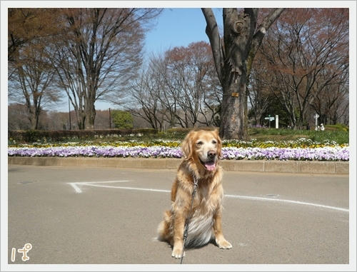 小金井公園