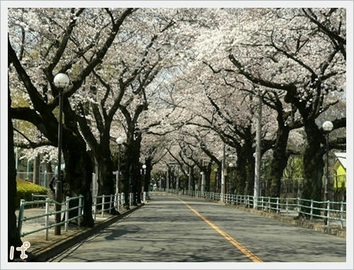 桜のトンネル