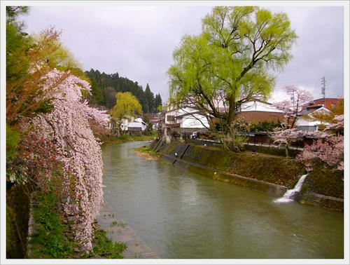 宮川沿いに咲く桜