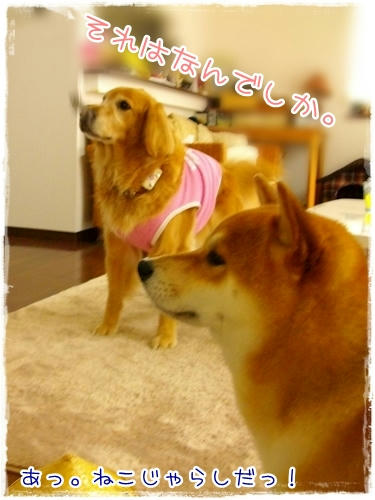 それはなんですか!