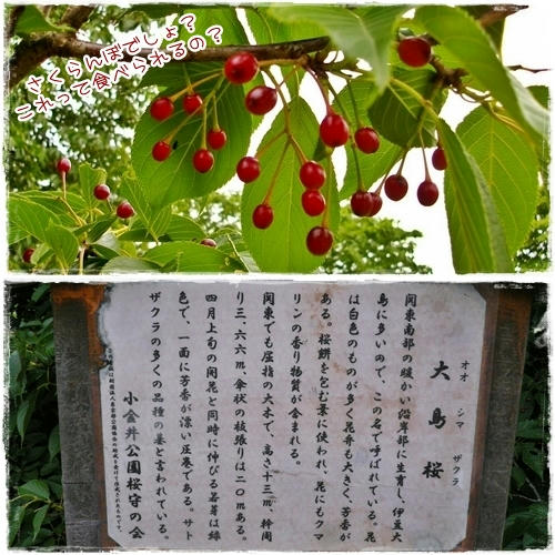 さくらんぼ。