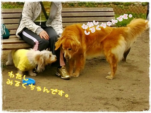 みるくちゃん。