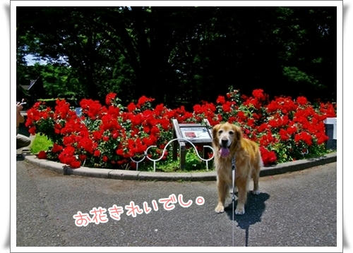 よよぎ
