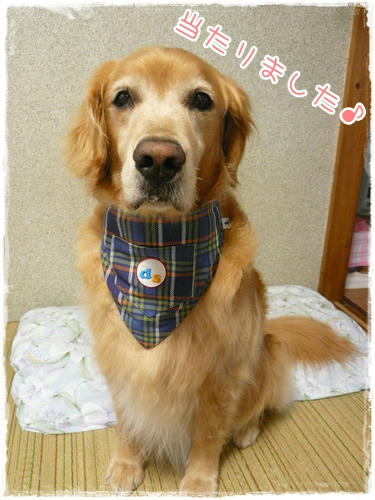 あたったの。