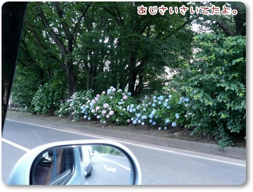 あじさい