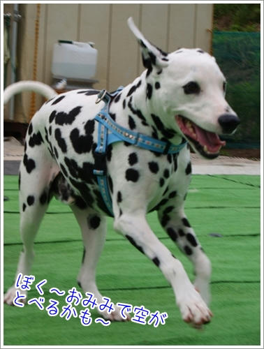 おそらもとべる！