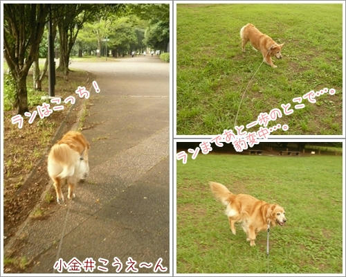 ランはこっち！