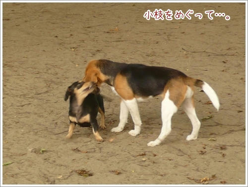 小枝をめぐって