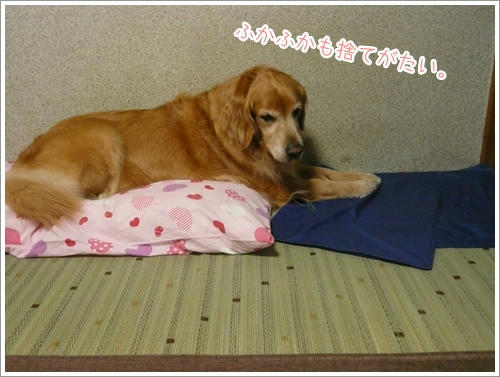 ふかふかもすてがたい
