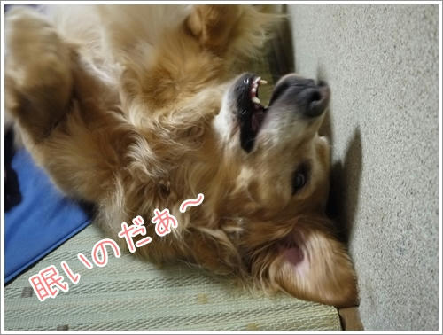 眠いのだぁ～