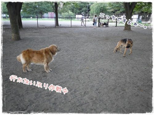 いけないふり