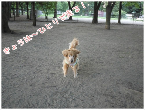きょうはひとりではしる！