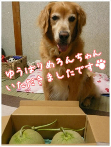 めろんちゃん