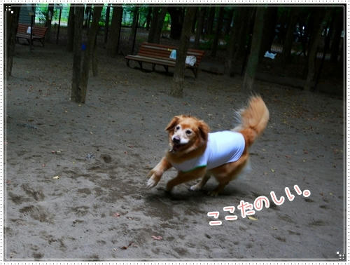 ここたのしい