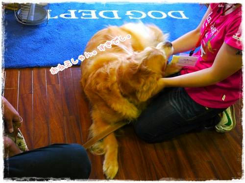 dogdept