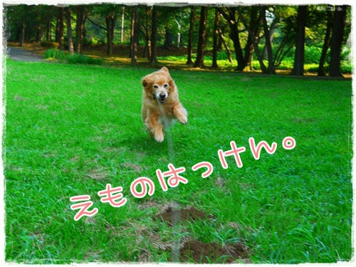 えものはっけん