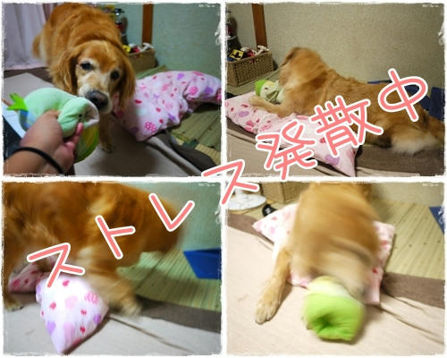 ストレスはっさん