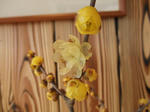 2010_01230005.JPG