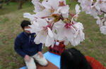 hanami.JPG
