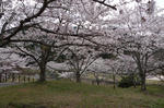 hanami2.JPG