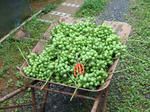 DSCF0192.JPG