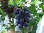 DSCF0236.JPG